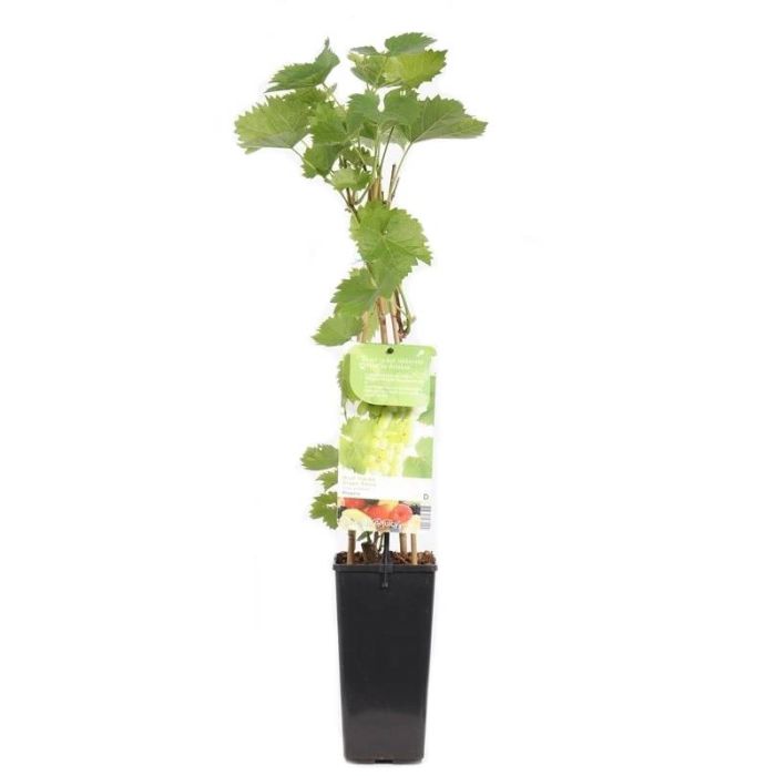 Vitis vinifera 'Phoenix' Witte druif