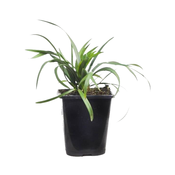 Liriope muscari