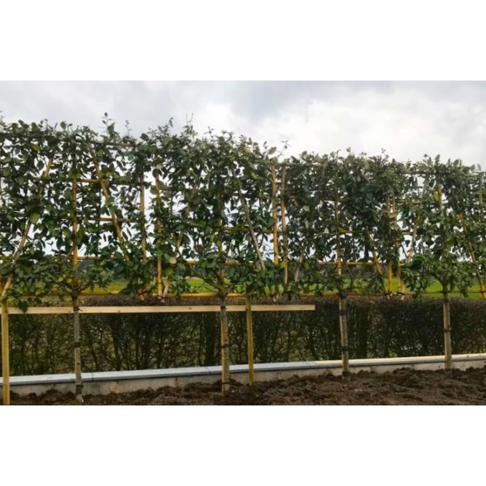 Prunus Lusitanica - leiboom