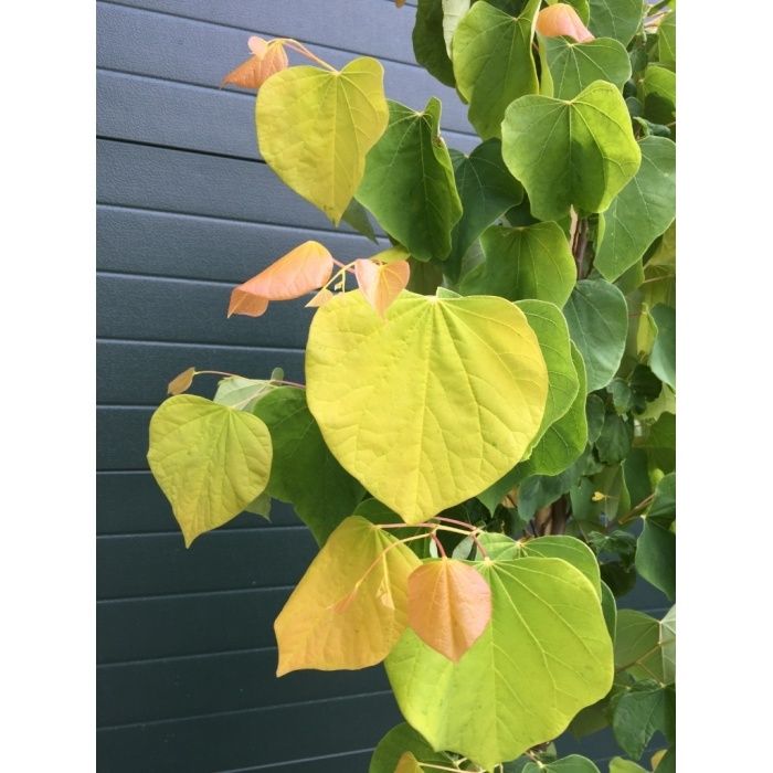 Cercis Canadensis Hearts of Gold