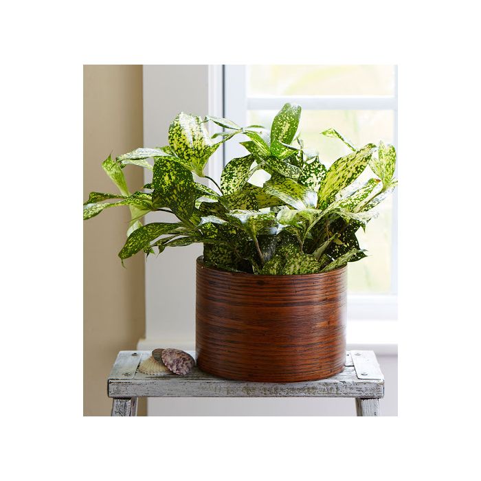 Dracaena Godseffiana