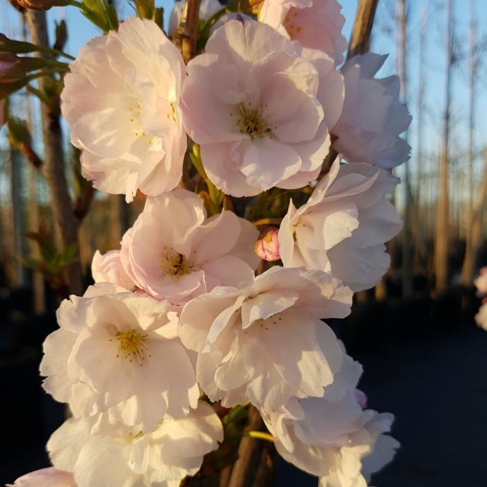 Prunus Serrulata Amanogawa