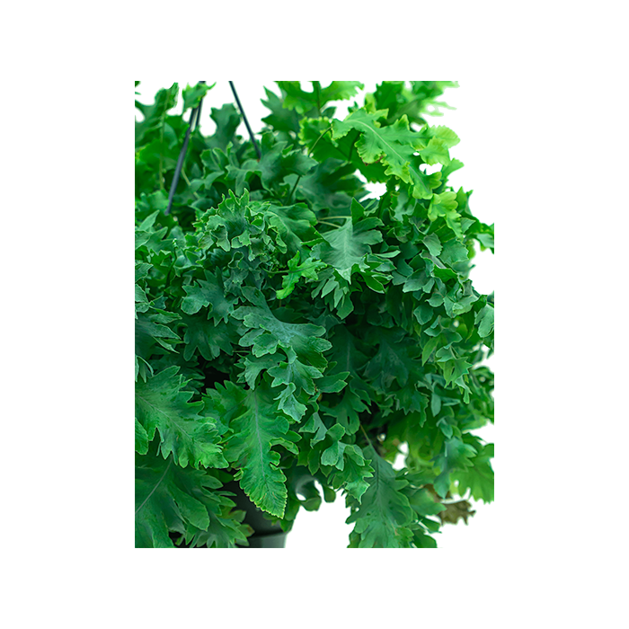 Phlebodium Aureum Davana in Pure Soft wit