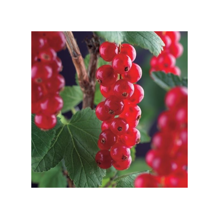Ribes rubrum 'Jonkheer Van Tets'