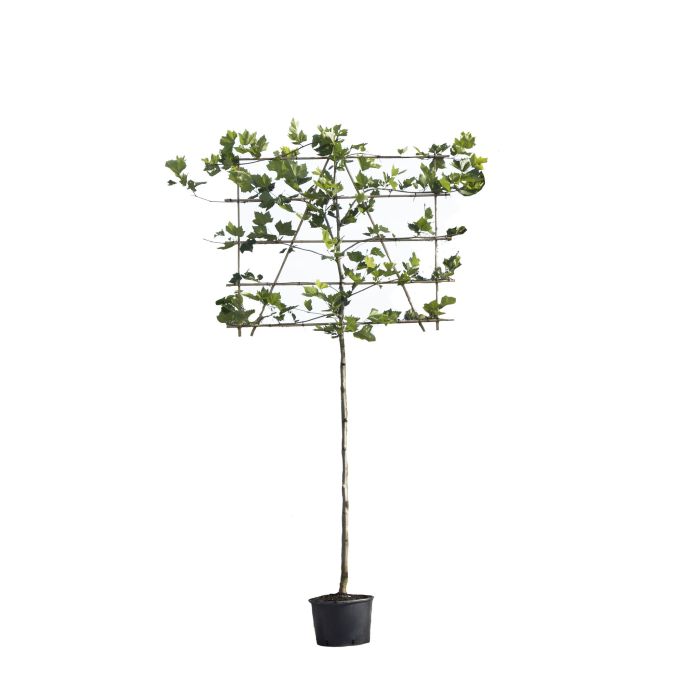 Platanus Hispanica - leiboom