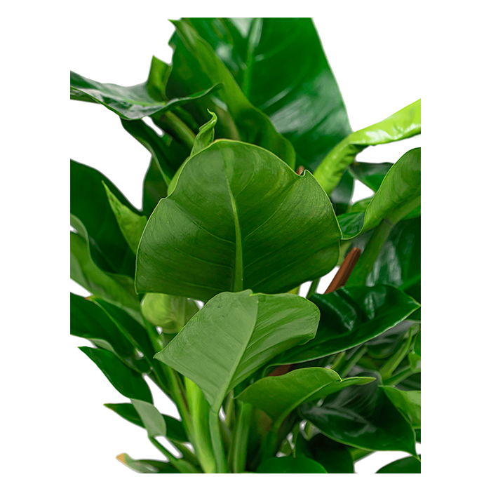 Philodendron Imperial Green in Pure Cone wit