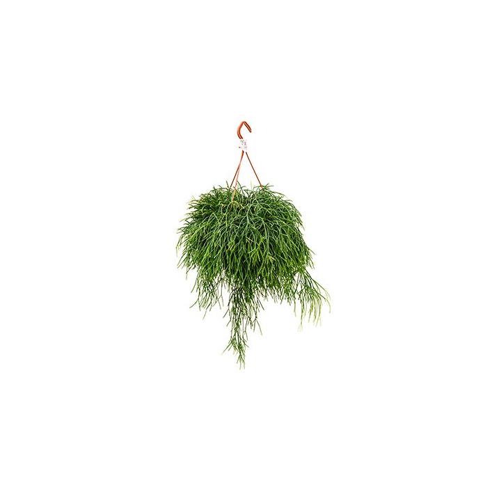 Rhipsalis Lindbergeriana