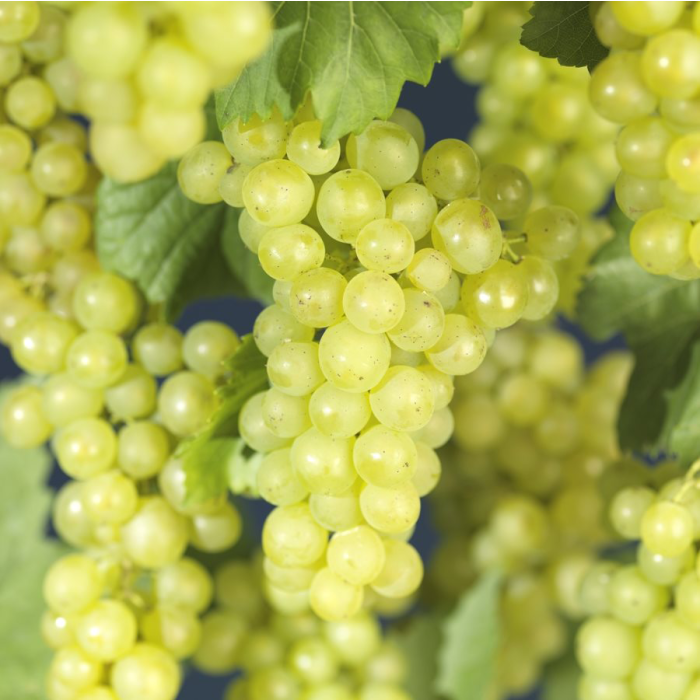 Vitis vinifera 'Bianca'