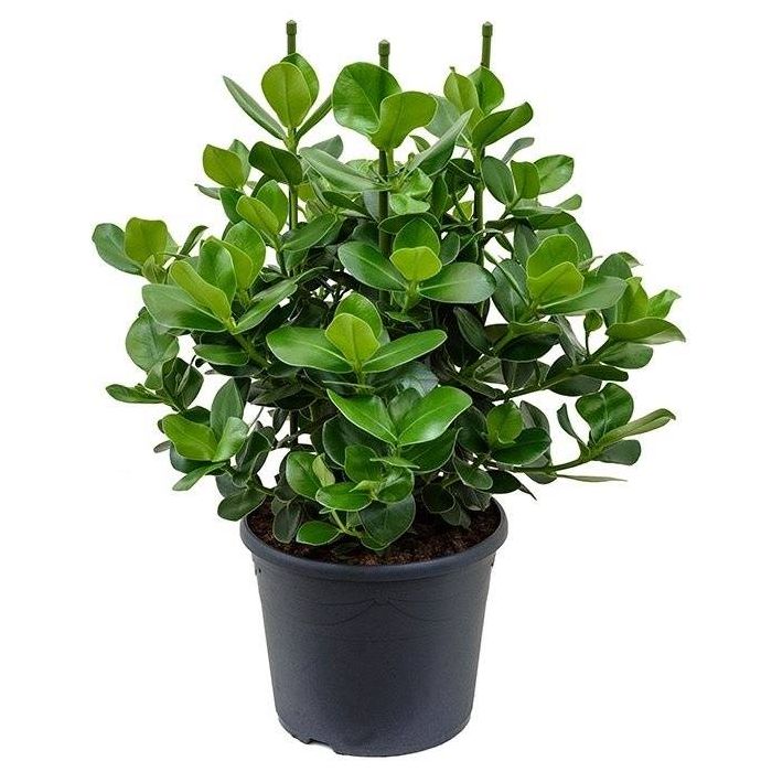 Clusia Rosea Princess