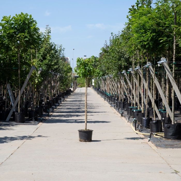Liquidambar Styraciflua Gum Ball
