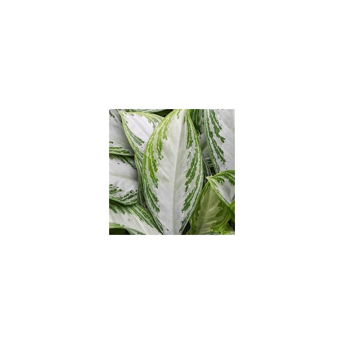 Aglaonema Silver Bay in Elho Pure Soft antraciet