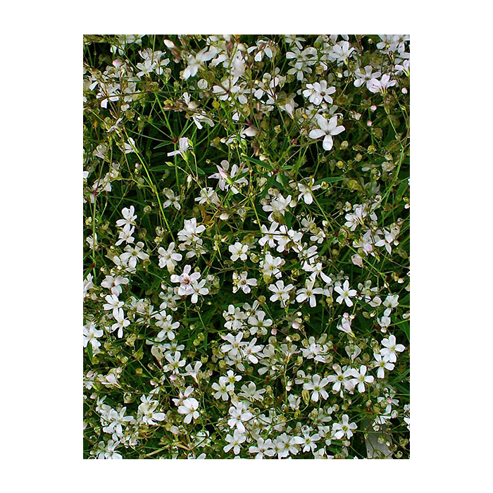 Gypsophila repens 'Alba'