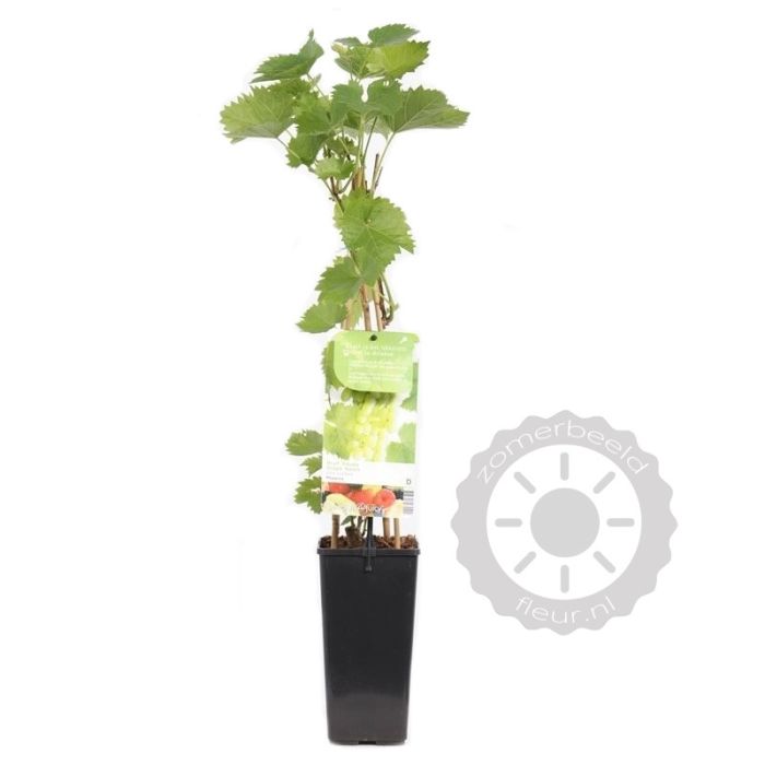 Vitis vinifera 'Phoenix' Witte druif