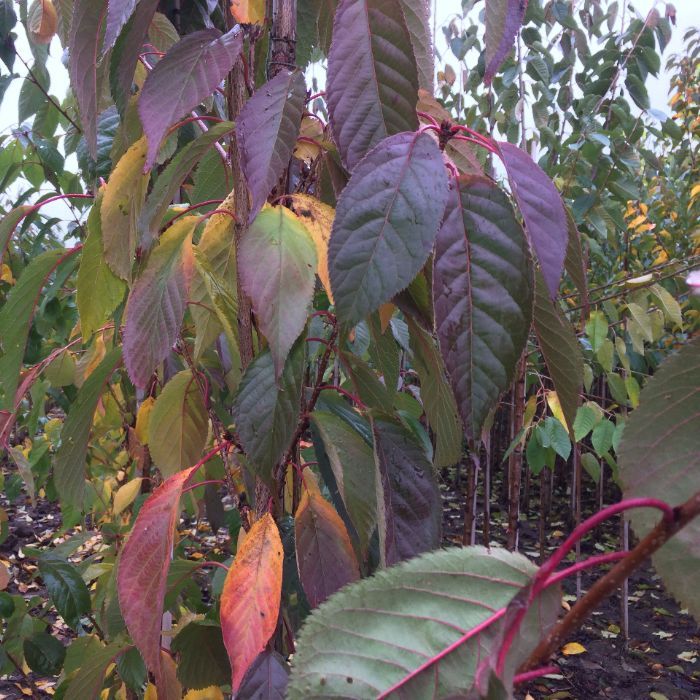 Prunus Serrulata Amanogawa