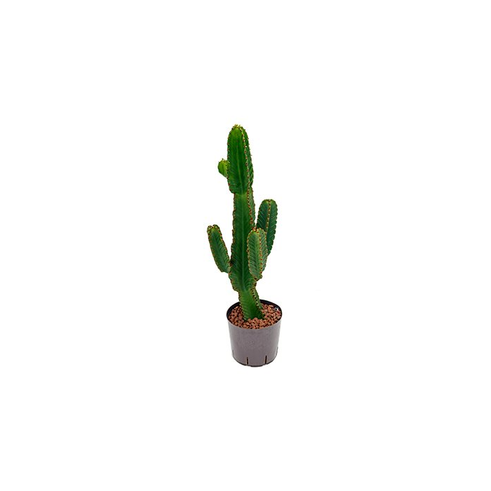 Euphorbia Tetra