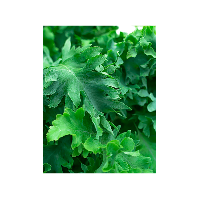Phlebodium Aureum Davana in Pure Soft wit