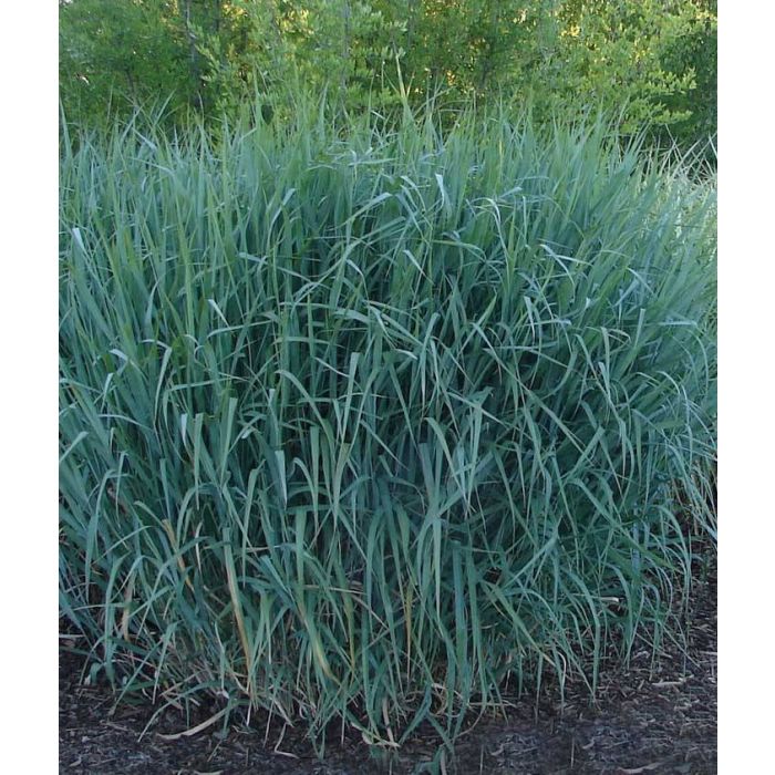 Panicum virgatum 'Dallas Blues'