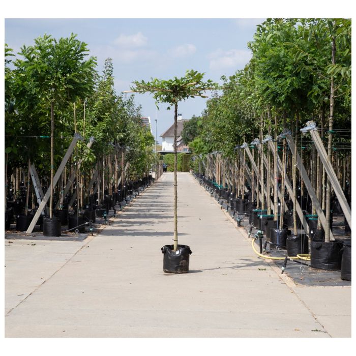 Carpinus Betulus - vierkant dak