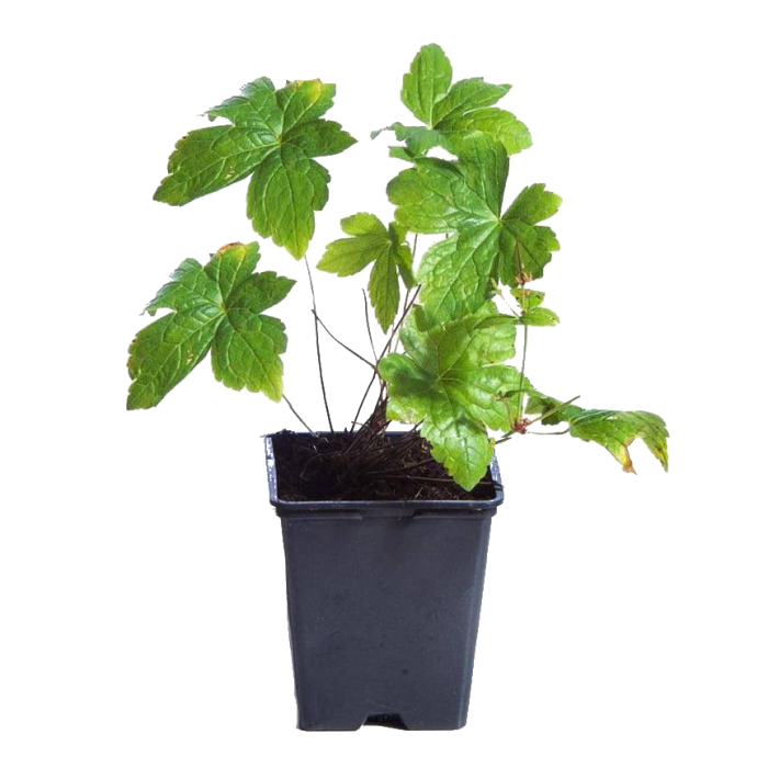 Geranium oxonianum 'Claridge Druce'