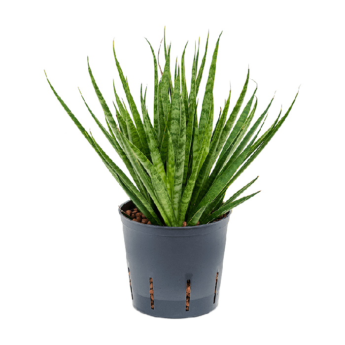 Sansevieria Comet Kickaka