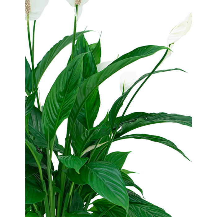 Spathiphyllum in Pure Soft wit