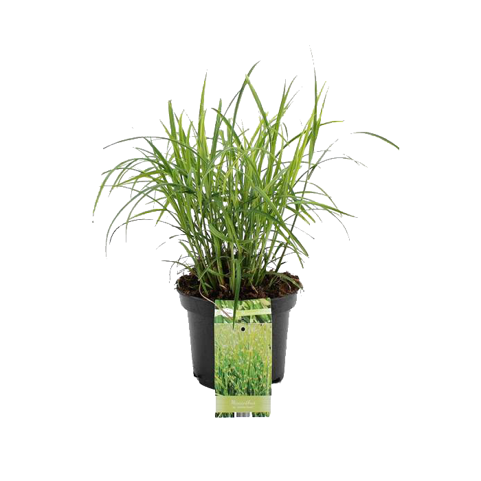 Miscanthus sinensis 'Silberfeder'
