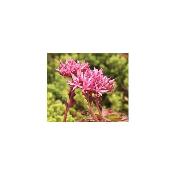 Sedum spurium 'Fuldaglut'