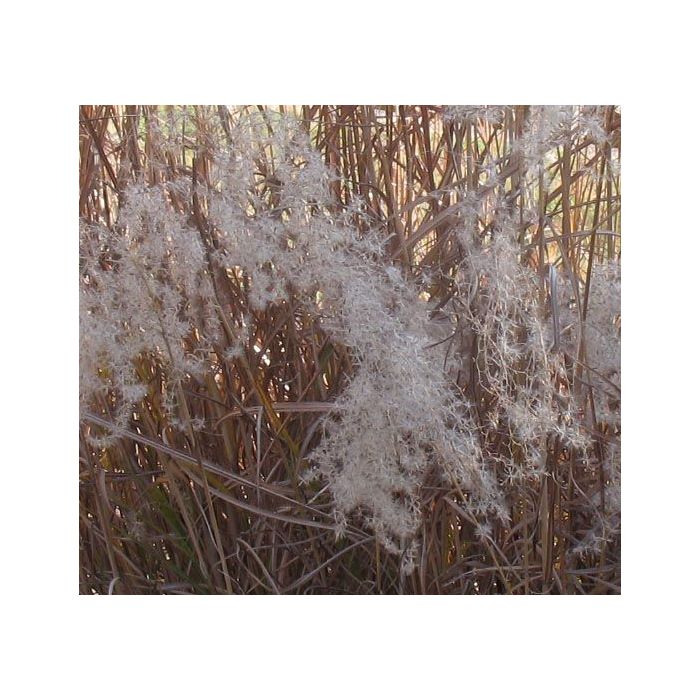 Miscanthus sinensis 'Graziella'