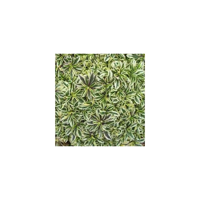 Arabis fernandi-coburgii 'Variegata'