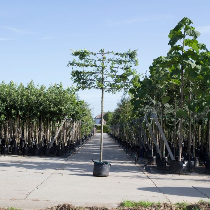 Carpinus Betulus Fastigiata - leiboom