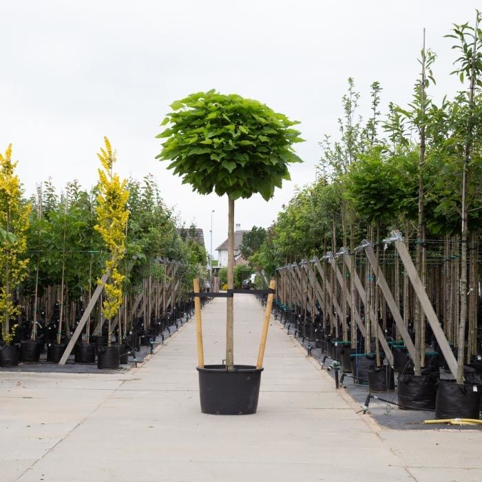 Catalpa Bignonioides Nana
