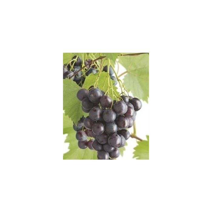 Vitis vinifera 'Frankenthaler'