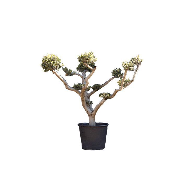 Olea Europaea Pon Pon
