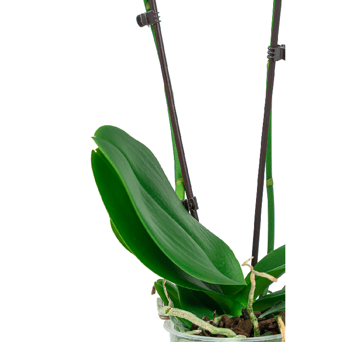 Phalaenopsis wit