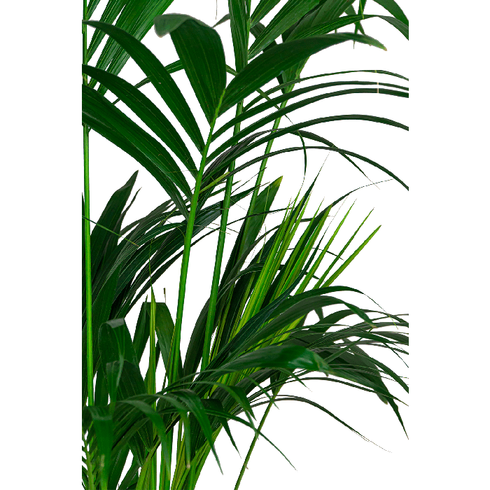 Kentia Howea in Metallic Couple copper
