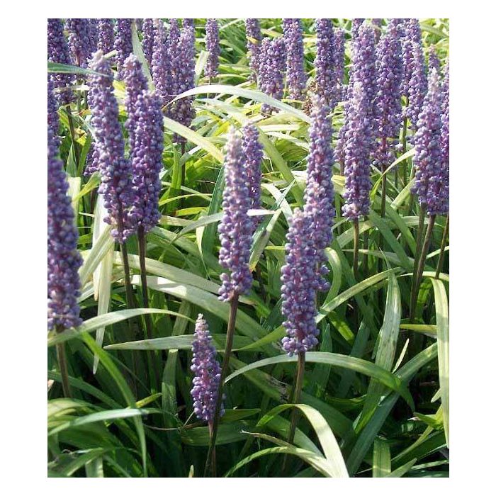 Liriope muscari