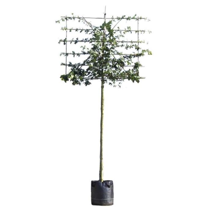 Acer Campestre - leiboom