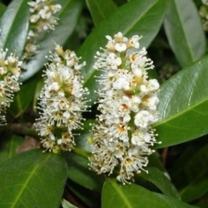 Prunus Laurocerasus - kruisdak