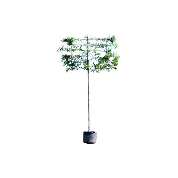 Carpinus Betulus Fastigiata - leiboom