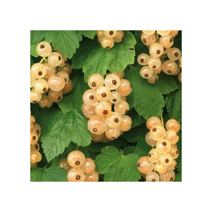 Ribes rubrum 'White Pearl'