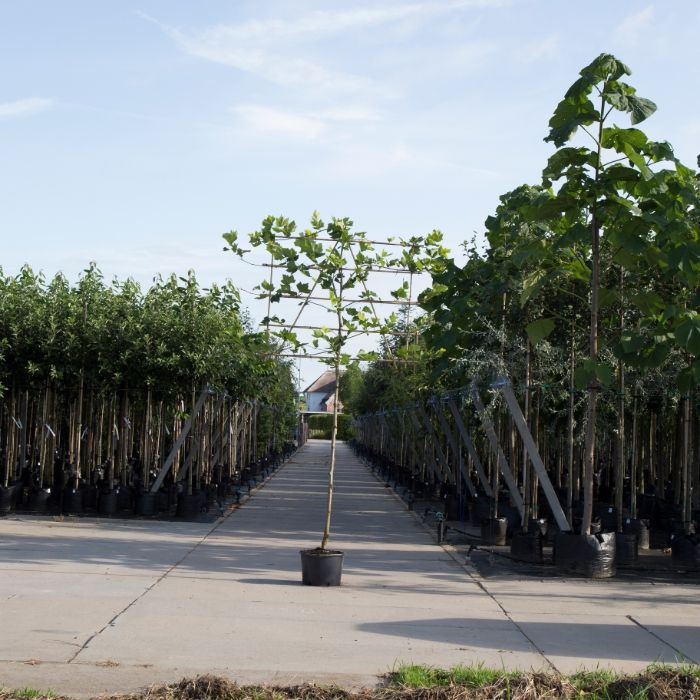 Platanus Hispanica - leiboom