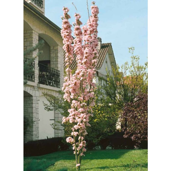 Prunus Serrulata Amanogawa