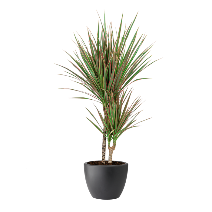Dracaena Marginata in Pure Soft antraciet