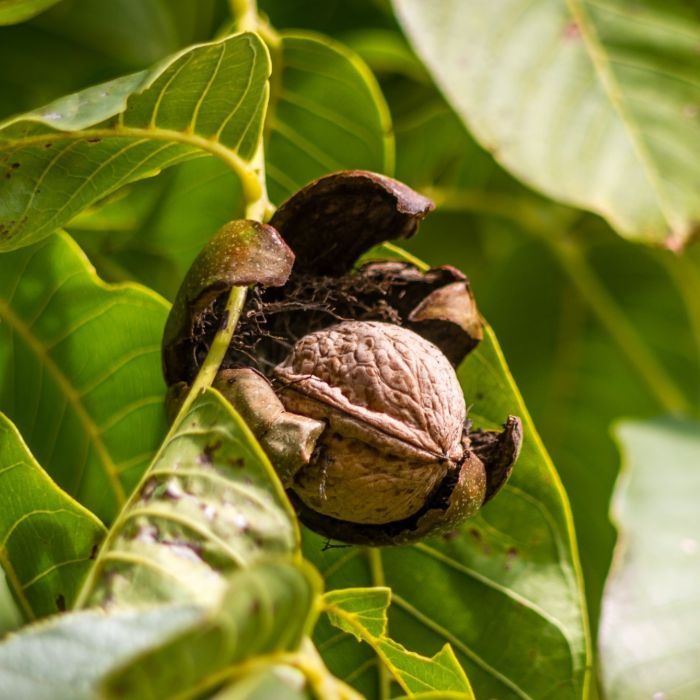 Juglans Regia
