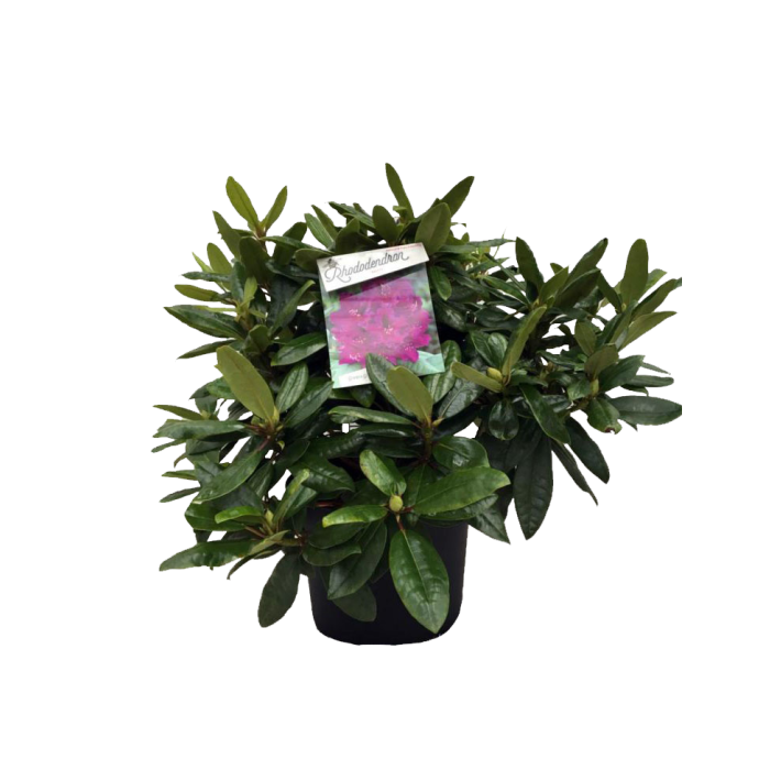 Rhododendron 'Azurro'