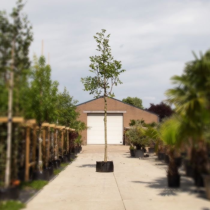 Juglans Regia