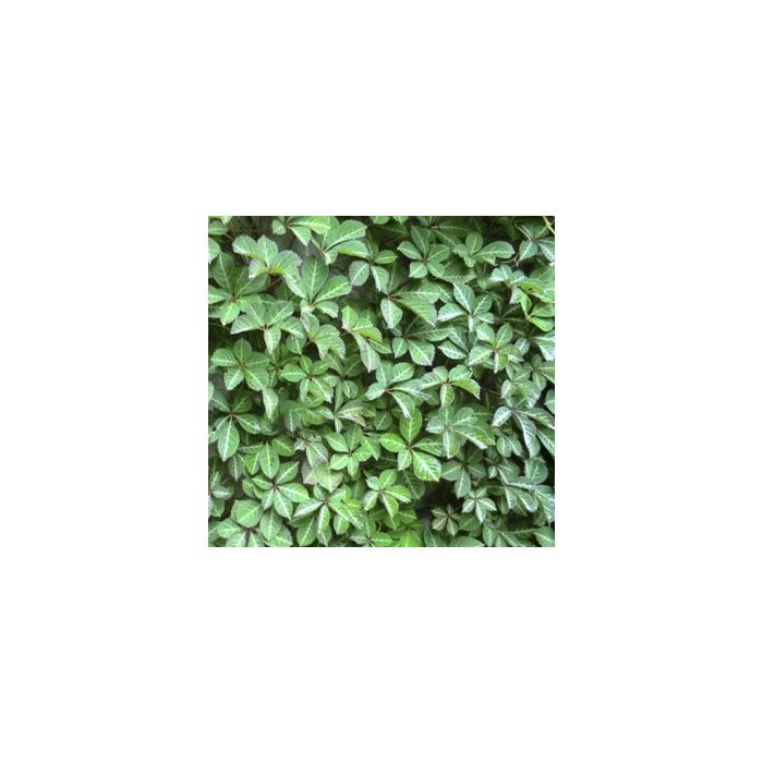 Parthenocissus henryana
