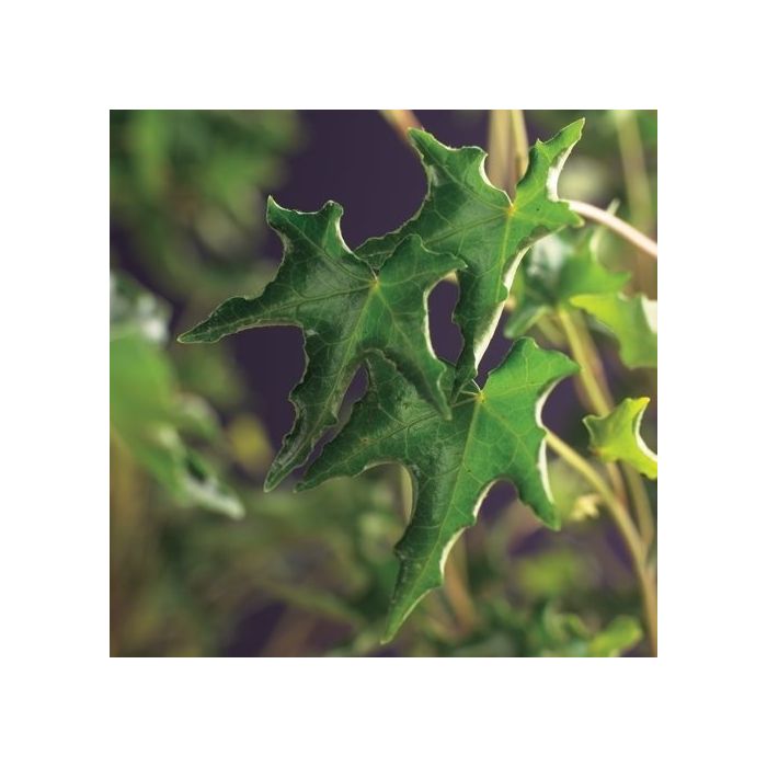 Hedera helix 'Ivalace'
