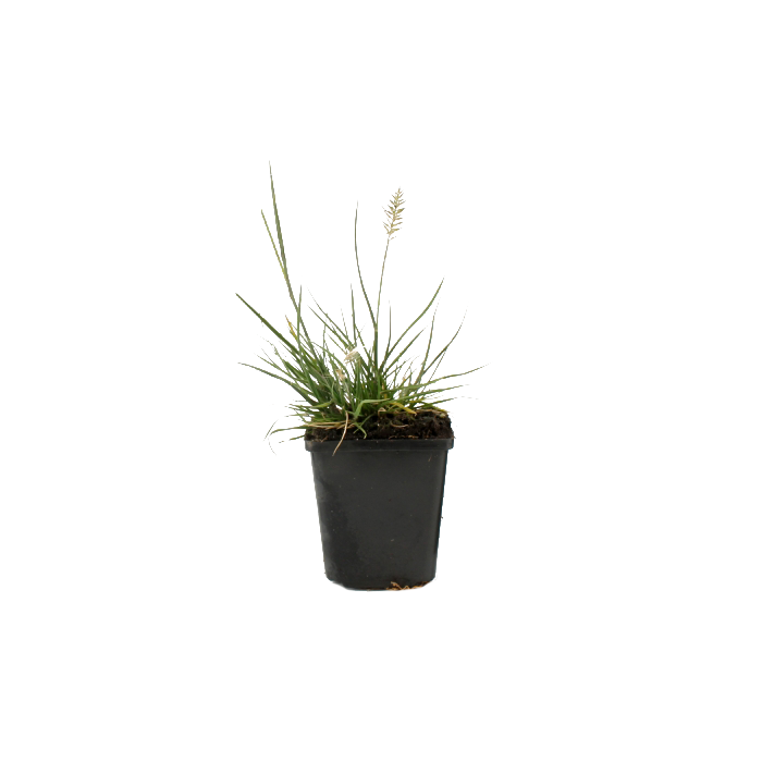 Pennisetum alopecuroides 'Little Honey'