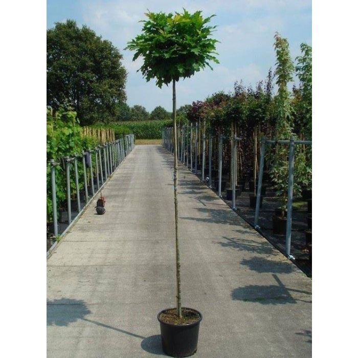 Quercus Palustris Green Dwarf